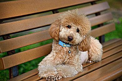 《俄罗斯方块99》联动《碧姬公主：表演时刻》 4月5日上线